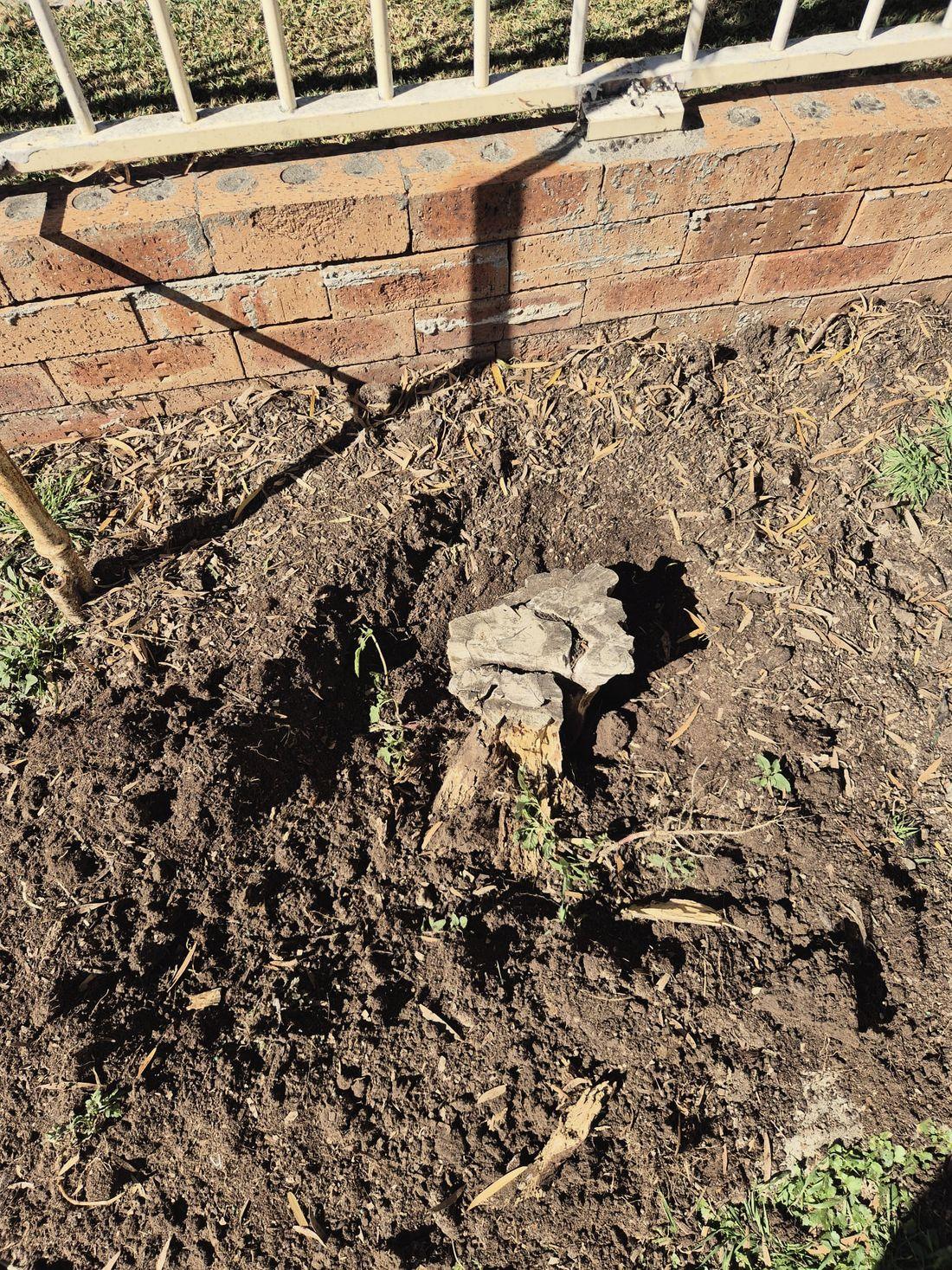 A garden bed dug over with a stump partly removed